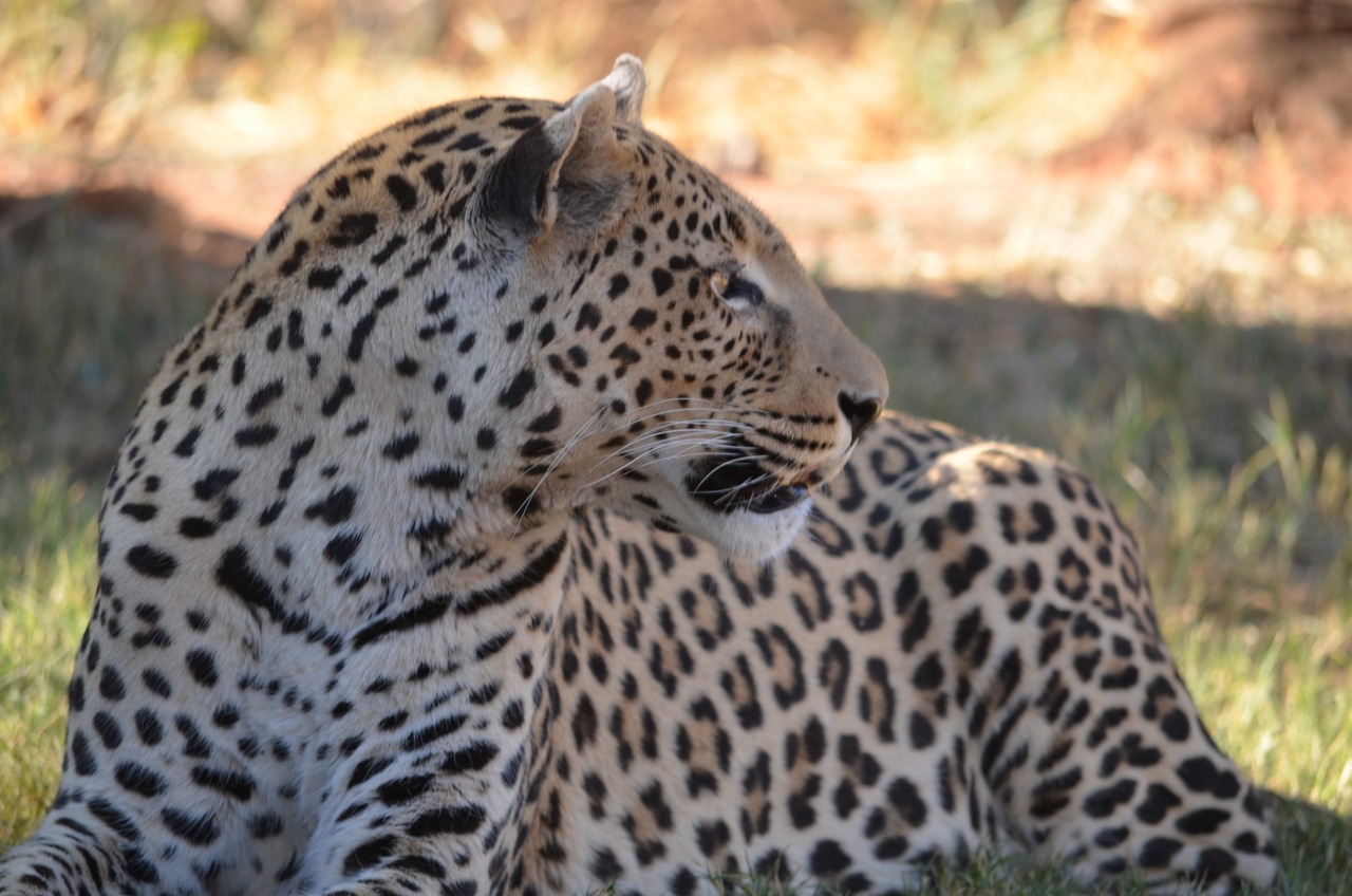 [5095] 2016_06_23_06_37_36_Africa_NIKON_D5100_IMG__04700.jpg