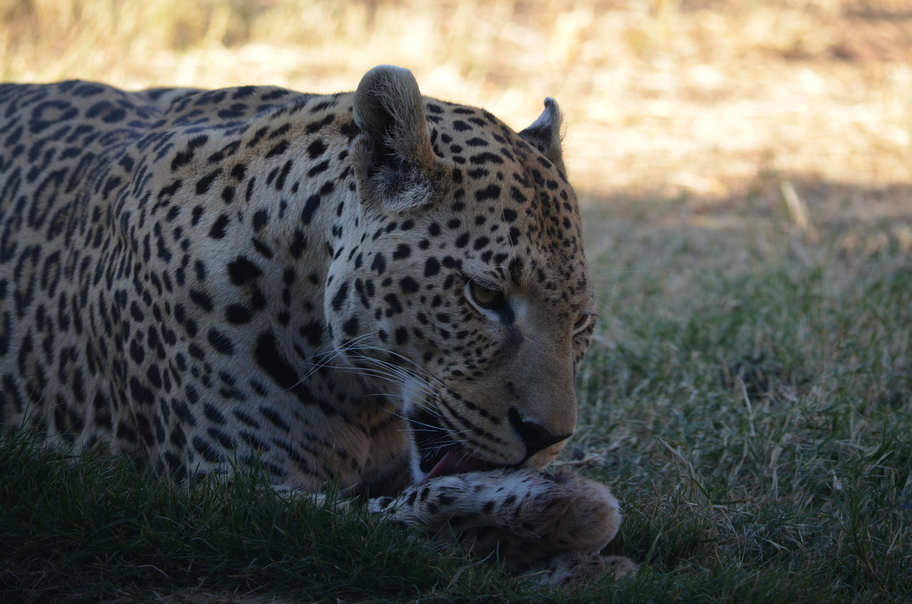[5109] 2016_06_23_06_41_58_Africa_NIKON_D5100_IMG__04707.jpg