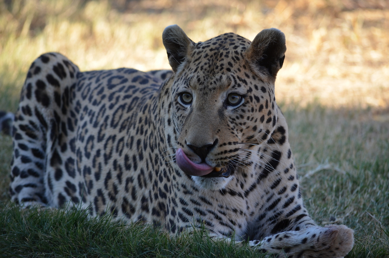 [5111] 2016_06_23_06_42_06_Africa_NIKON_D5100_IMG__04708.jpg