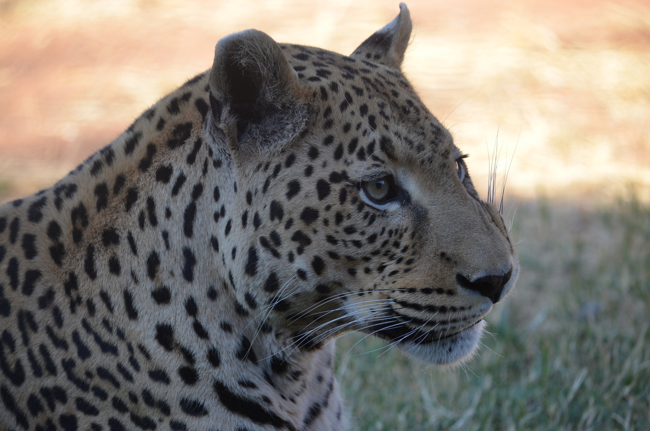 [5113] 2016_06_23_06_42_45_Africa_NIKON_D5100_IMG__04709.jpg