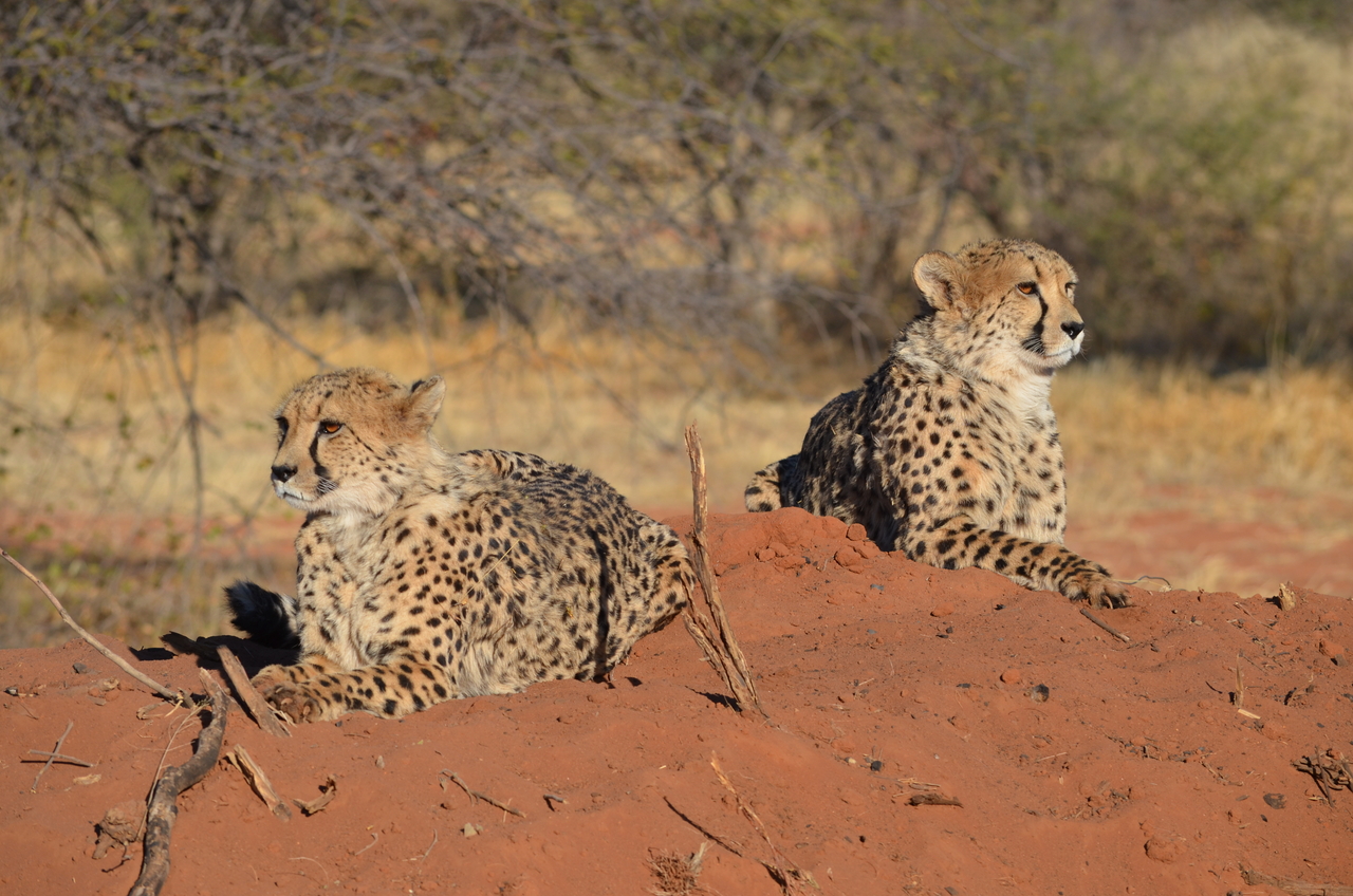 [5127] 2016_06_23_07_02_42_Africa_NIKON_D5100_IMG__04715.jpg