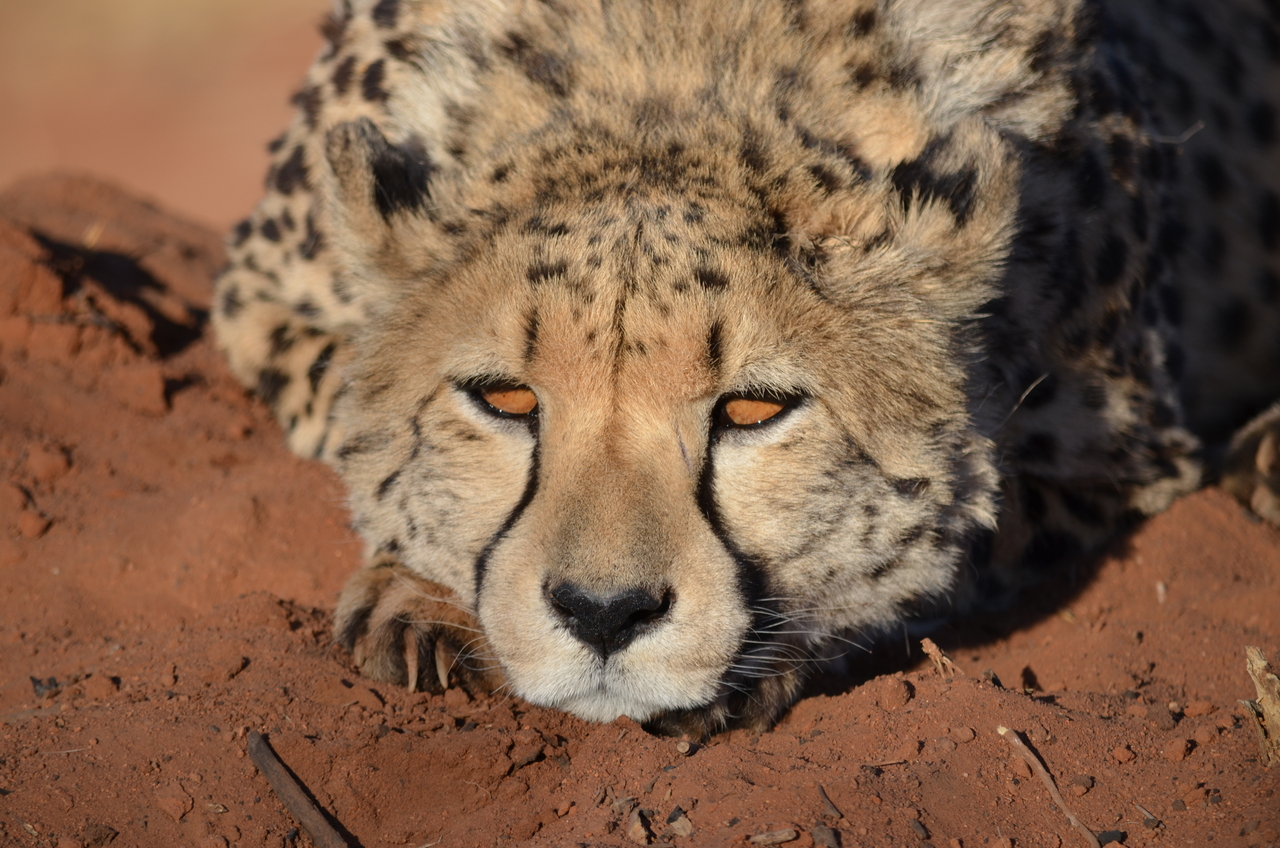 [5141] 2016_06_23_07_22_54_Africa_NIKON_D5100_IMG__04722.jpg