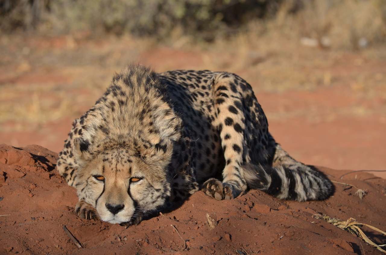 [5142] 2016_06_23_07_22_59_Africa_NIKON_D5100_IMG__00101.jpg