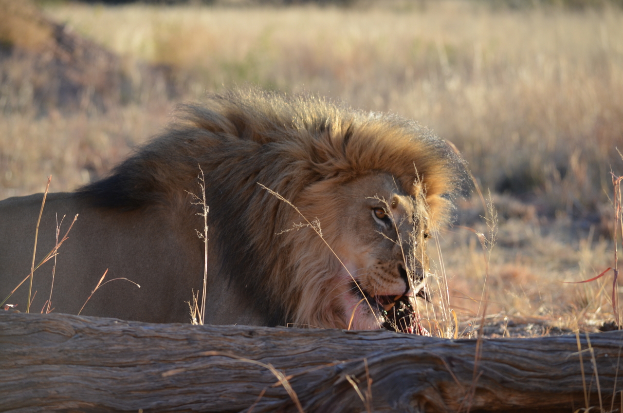 [5157] 2016_06_23_07_52_01_Africa_NIKON_D5100_IMG__04727.jpg