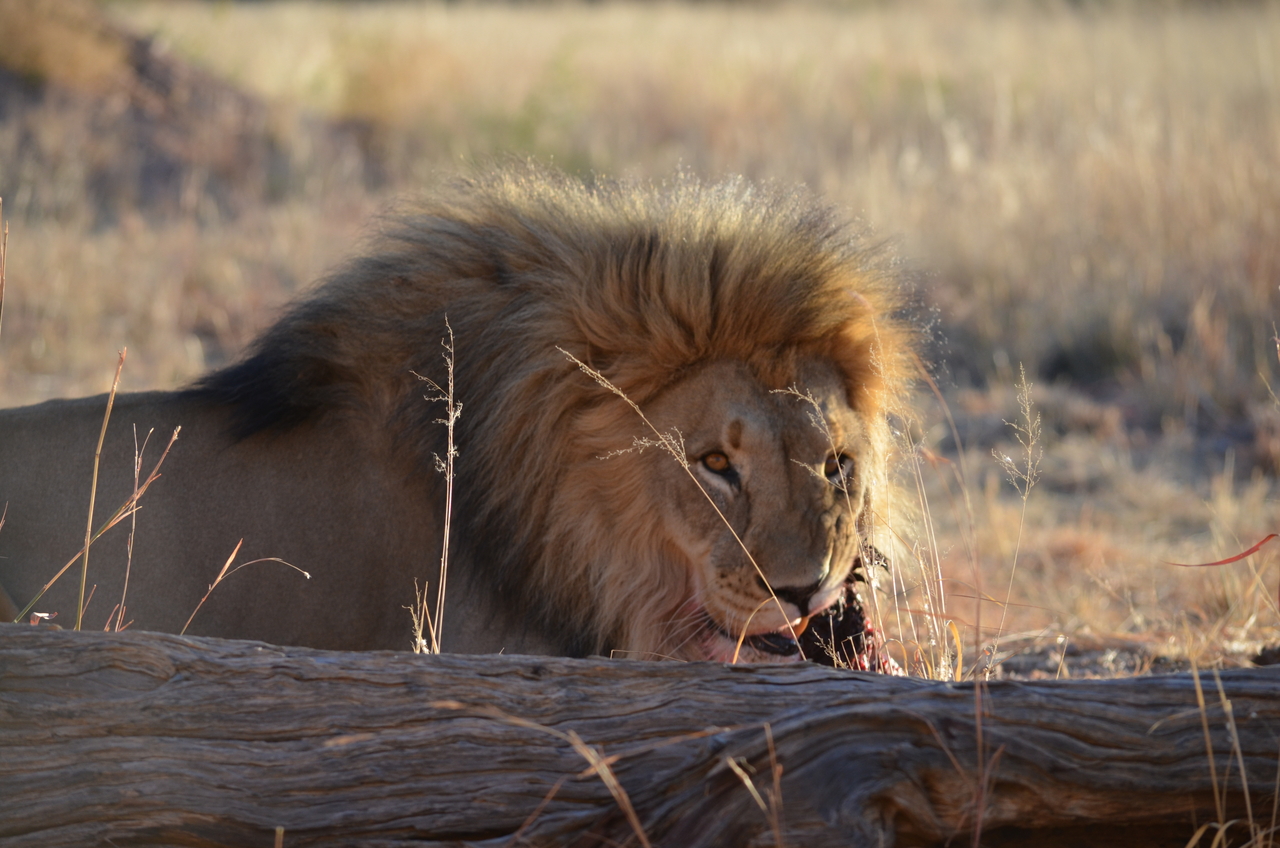 [5159] 2016_06_23_07_52_02_Africa_NIKON_D5100_IMG__04728.jpg