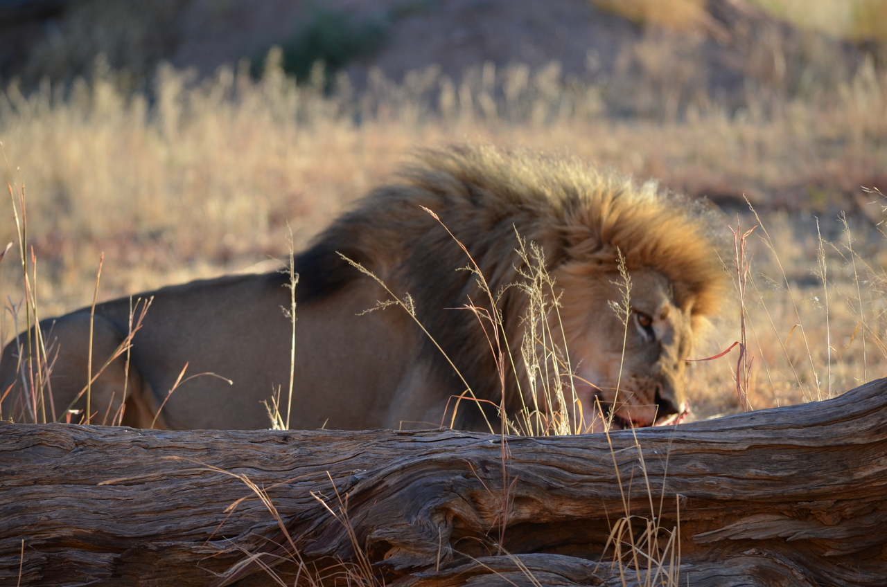 [5168] 2016_06_23_07_54_06_Africa_NIKON_D5100_IMG__00111.jpg