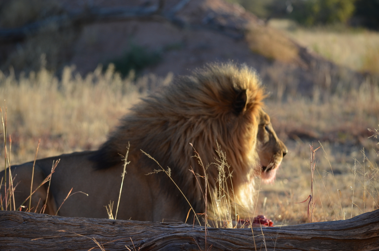 [5172] 2016_06_23_07_55_06_Africa_NIKON_D5100_IMG__00113.jpg