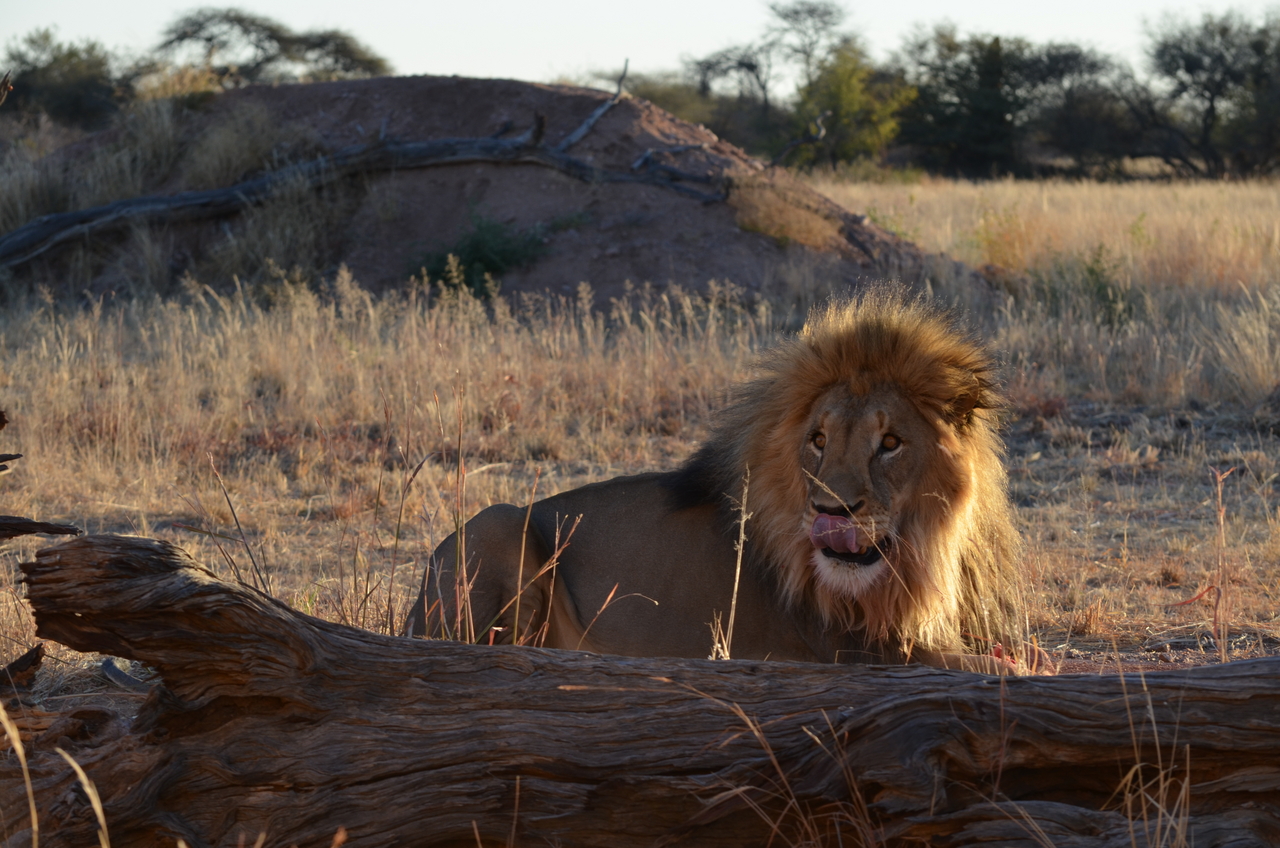 [5206] 2016_06_23_08_01_53_Africa_NIKON_D5100_IMG__00130.jpg