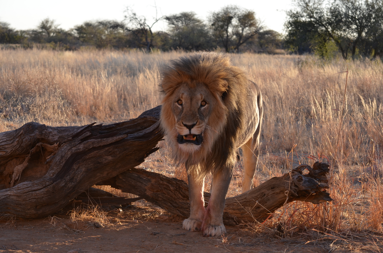 [5218] 2016_06_23_08_02_33_Africa_NIKON_D5100_IMG__00136.jpg