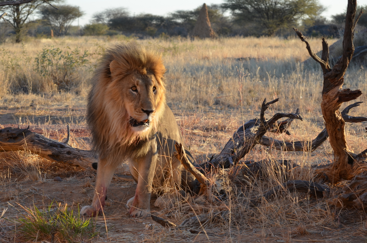 [5236] 2016_06_23_08_04_31_Africa_NIKON_D5100_IMG__00145.jpg