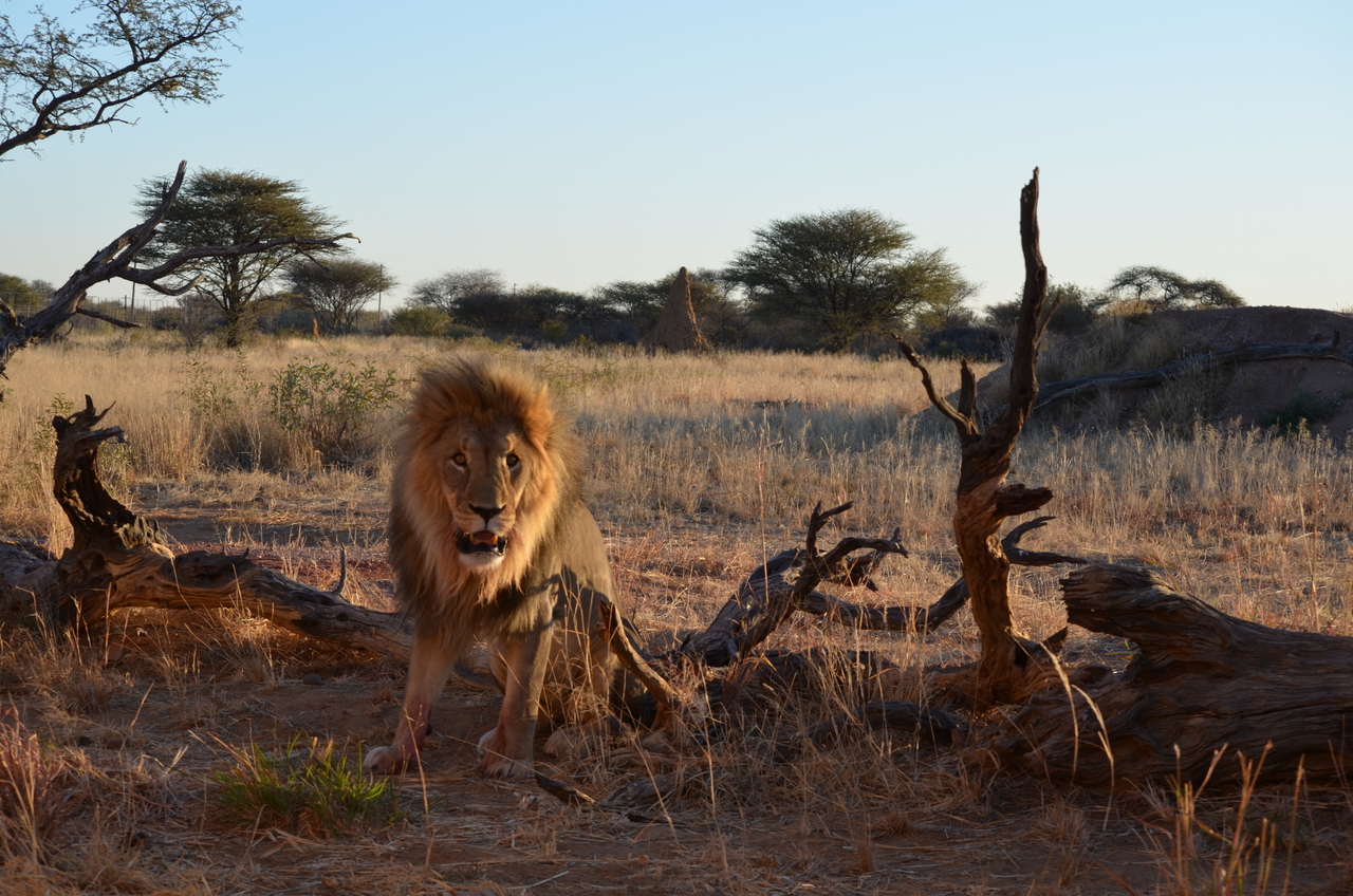 [5241] 2016_06_23_08_04_49_Africa_NIKON_D5100_IMG__04769.jpg
