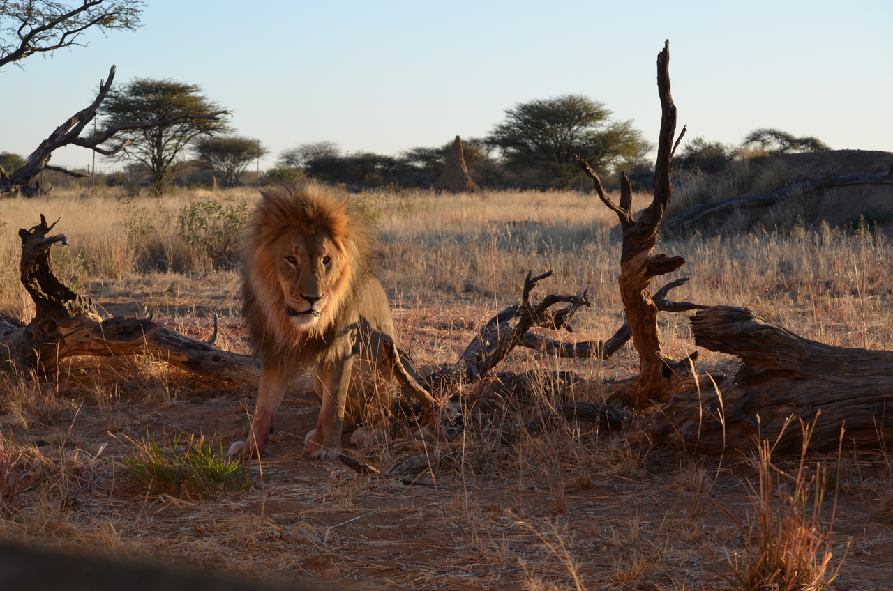 [5242] 2016_06_23_08_05_08_Africa_NIKON_D5100_IMG__00148.jpg