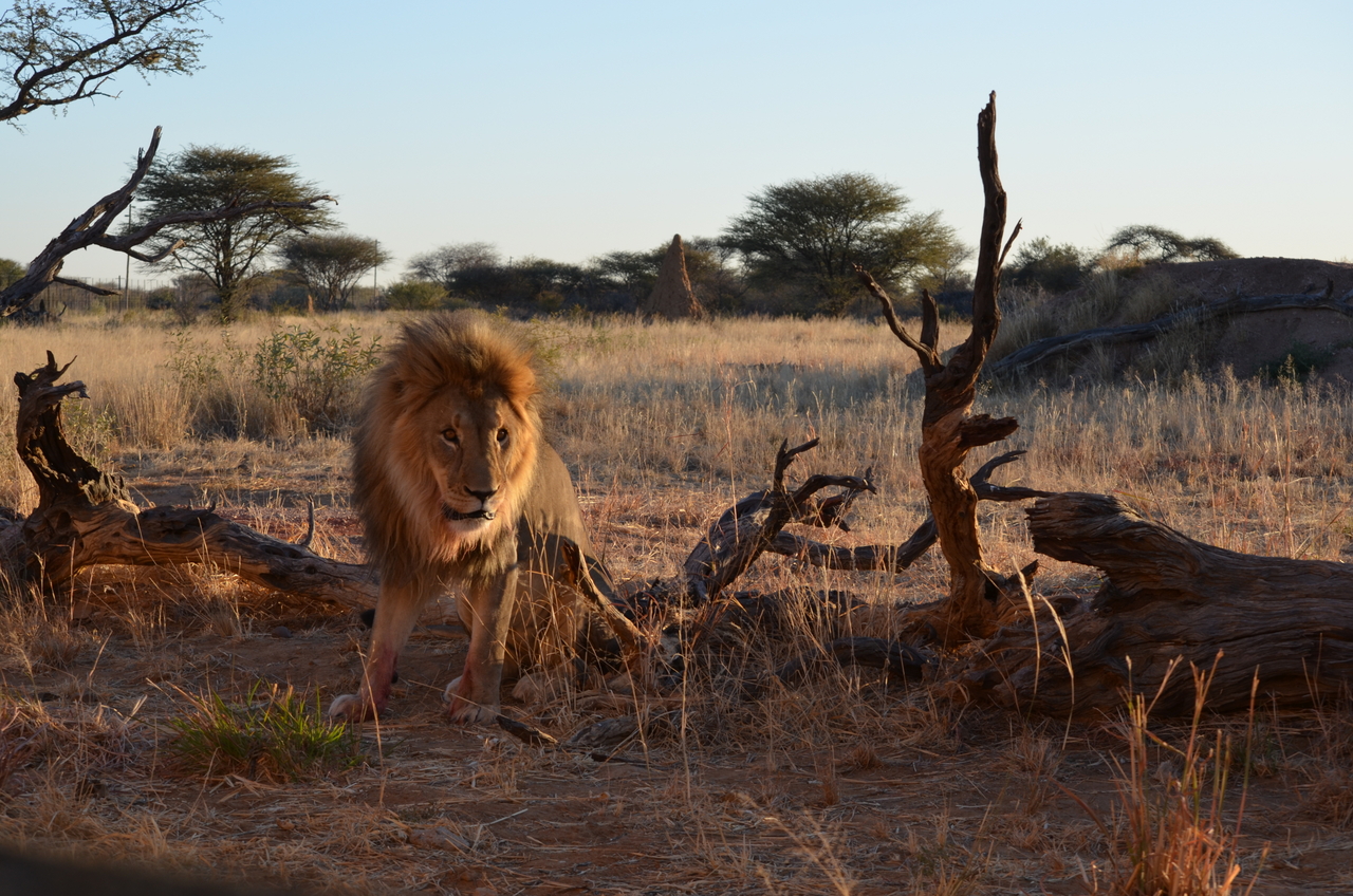 [5247] 2016_06_23_08_05_12_Africa_NIKON_D5100_IMG__04772.jpg