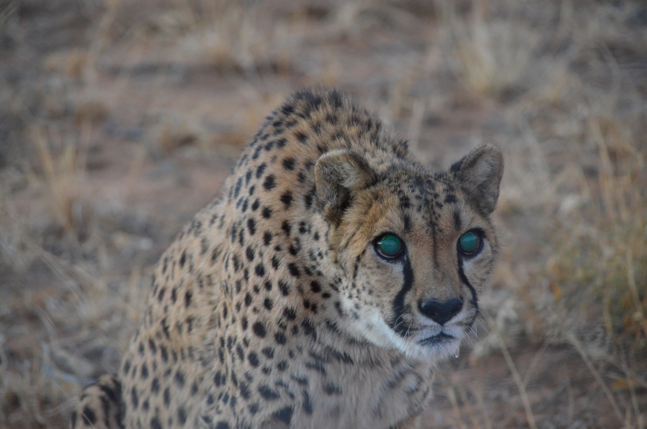 [5259] 2016_06_23_08_38_35_Africa_NIKON_D5100_IMG__04778.jpg