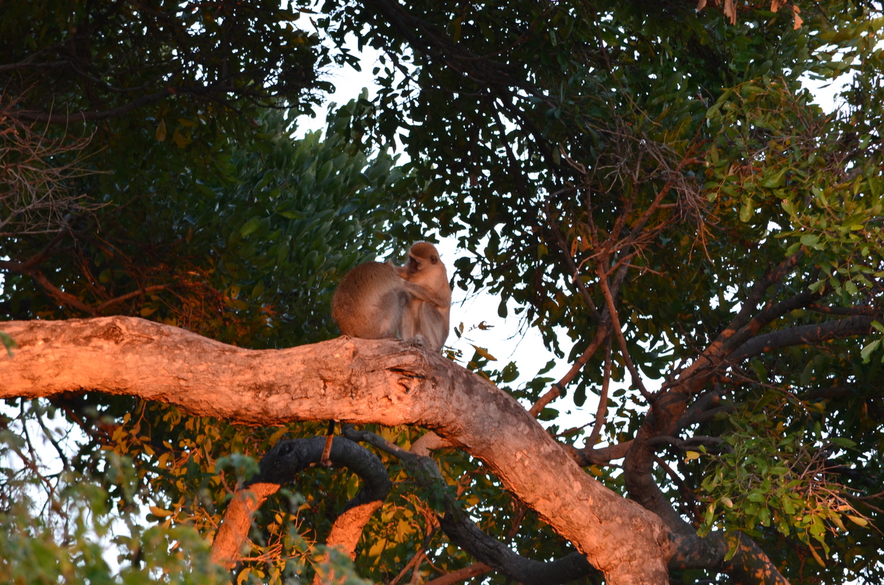 [17339] 2016_06_27_21_16_39_Africa_NIKON_D5100_IMG__00331.jpg
