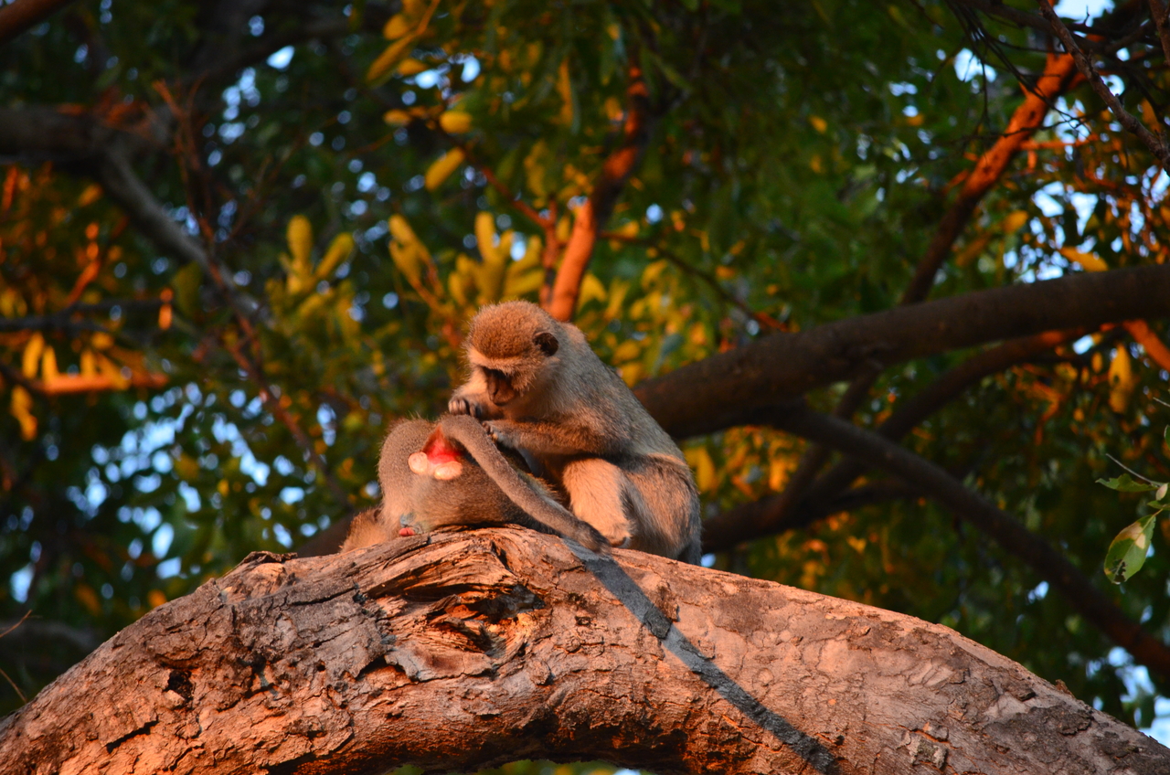 [17342] 2016_06_27_21_18_37_Africa_NIKON_D5100_IMG__04954.jpg