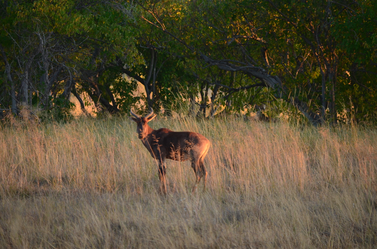 [17345] 2016_06_27_21_23_12_Africa_NIKON_D5100_IMG__00334.jpg