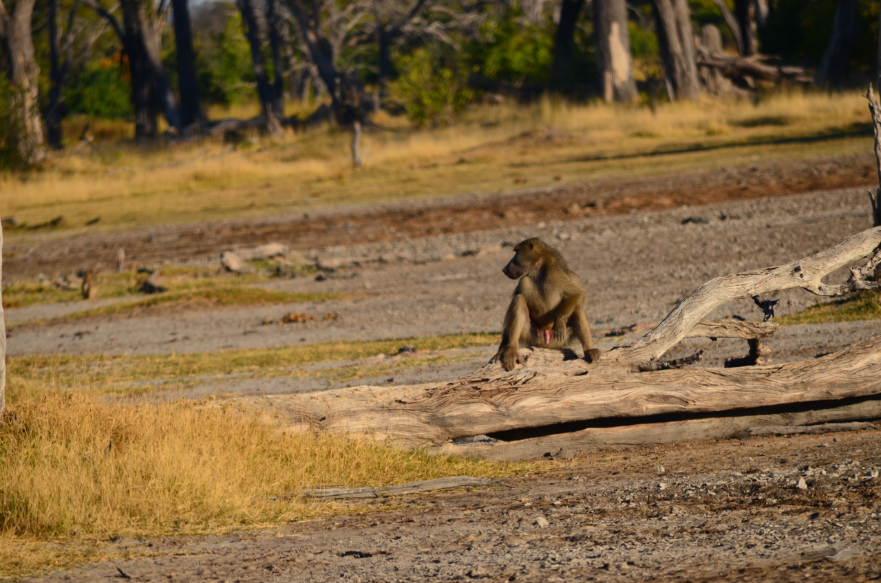 [17355] 2016_06_27_22_09_16_Africa_NIKON_D5100_IMG__00339.jpg