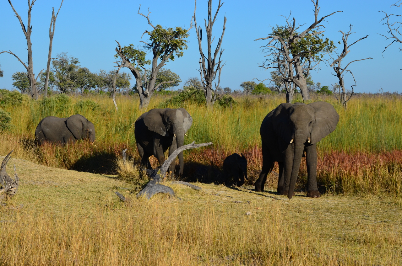 [17373] 2016_06_27_22_29_39_Africa_NIKON_D5100_IMG__00348.jpg
