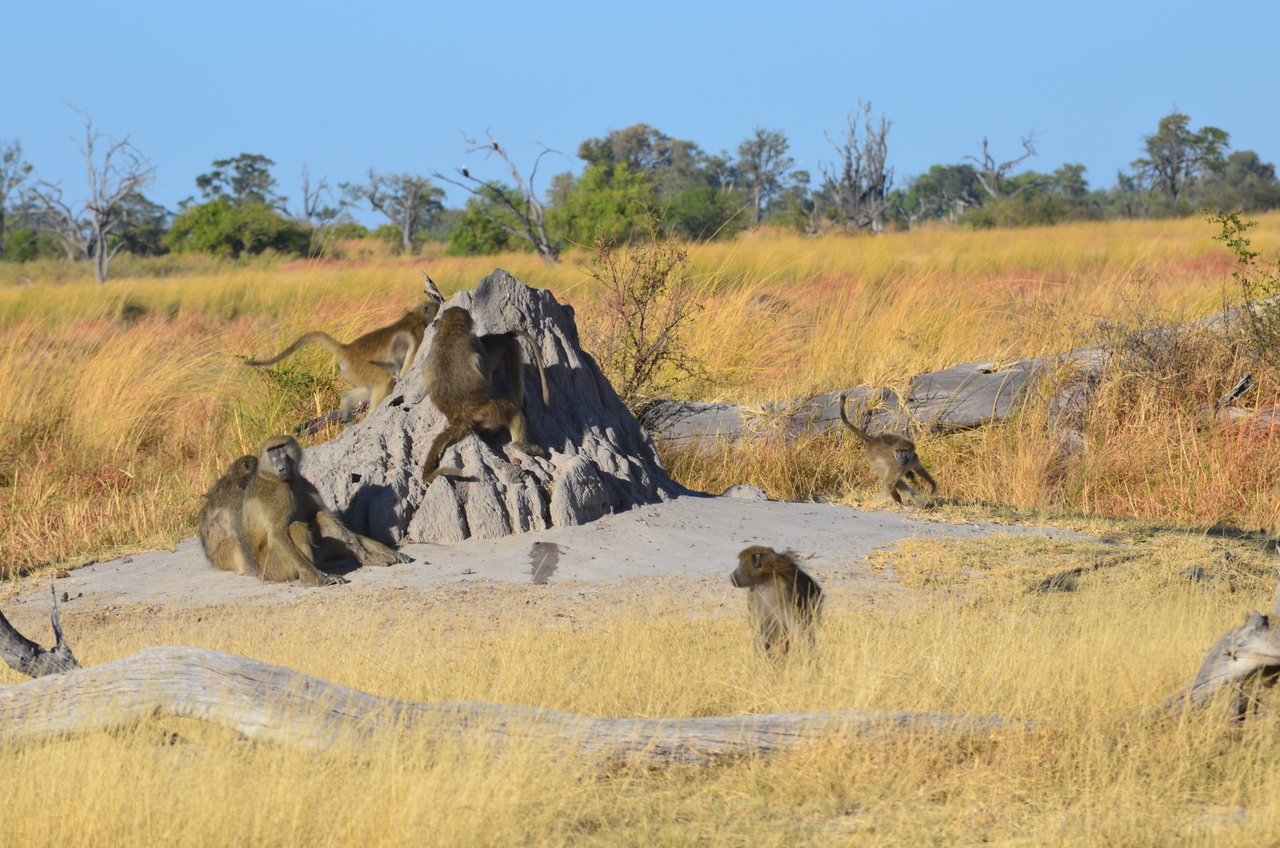 [17398] 2016_06_27_22_53_38_Africa_NIKON_D5100_IMG__04982.jpg