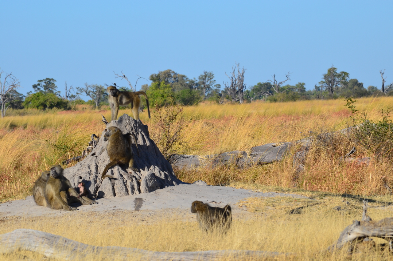 [17400] 2016_06_27_22_53_42_Africa_NIKON_D5100_IMG__04983.jpg