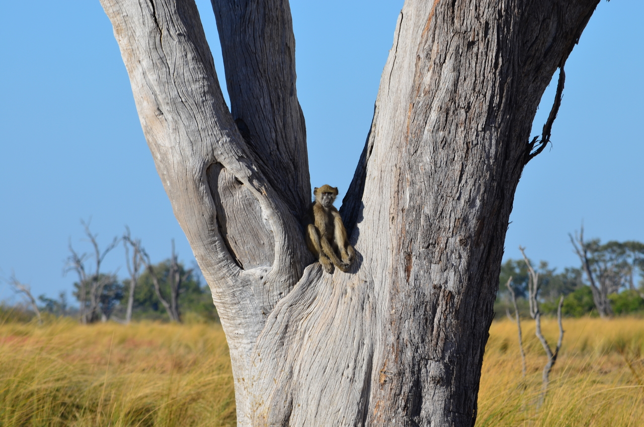 [17403] 2016_06_27_22_54_45_Africa_NIKON_D5100_IMG__00363.jpg