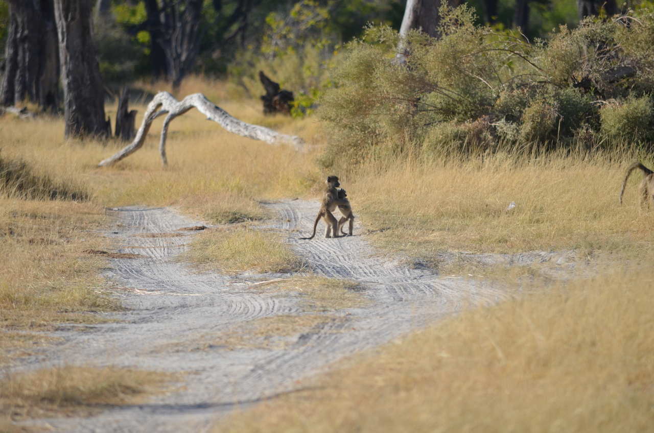 [17413] 2016_06_27_23_01_17_Africa_NIKON_D5100_IMG__00368.jpg