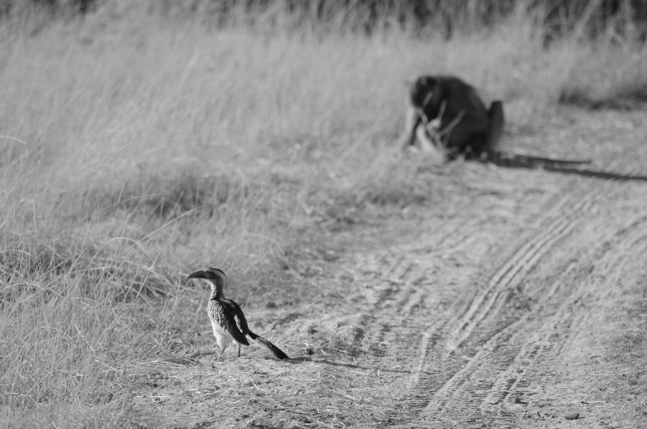 [17418] 2016_06_27_23_04_13_Africa_NIKON_D5100_IMG__04992.jpg