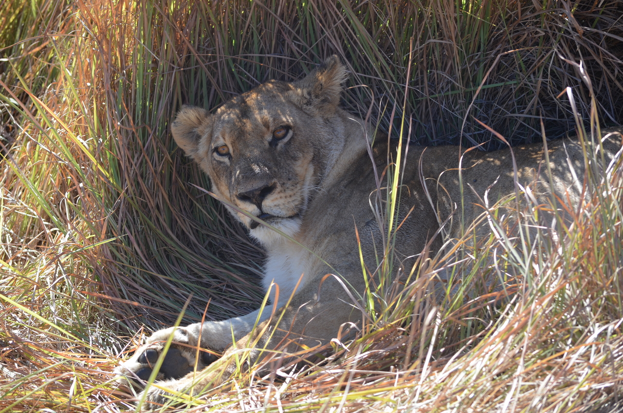 [17438] 2016_06_28_00_25_59_Africa_NIKON_D5100_IMG__05002.jpg