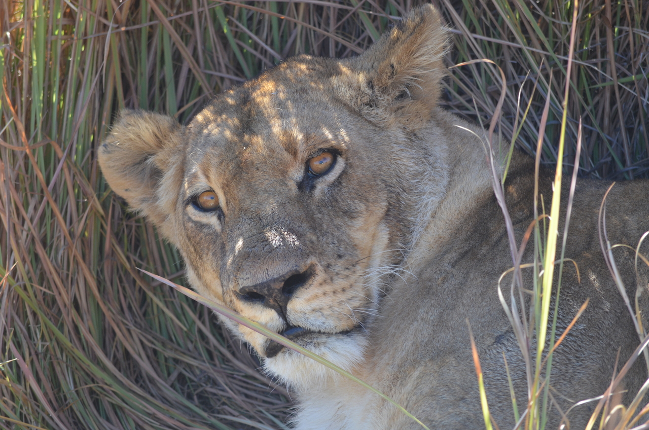 [17439] 2016_06_28_00_26_01_Africa_NIKON_D5100_IMG__00381.jpg
