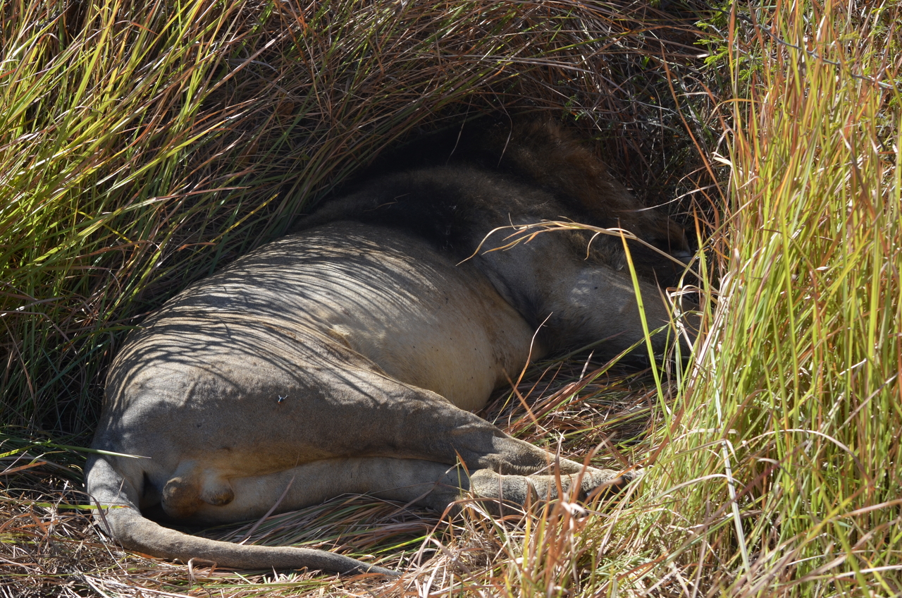 [17445] 2016_06_28_00_26_44_Africa_NIKON_D5100_IMG__00384.jpg