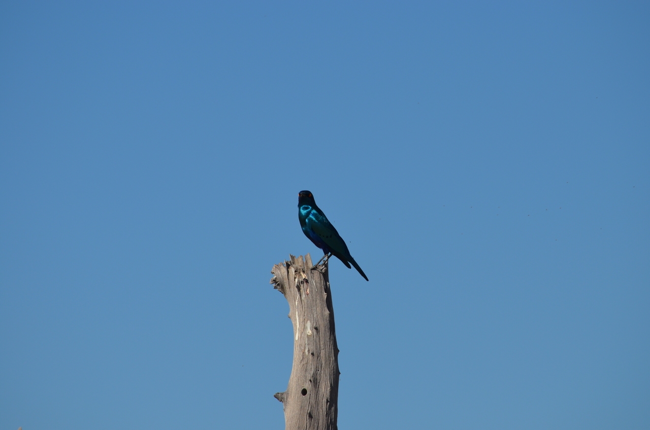 [17465] 2016_06_28_00_53_24_Africa_NIKON_D5100_IMG__00392.jpg