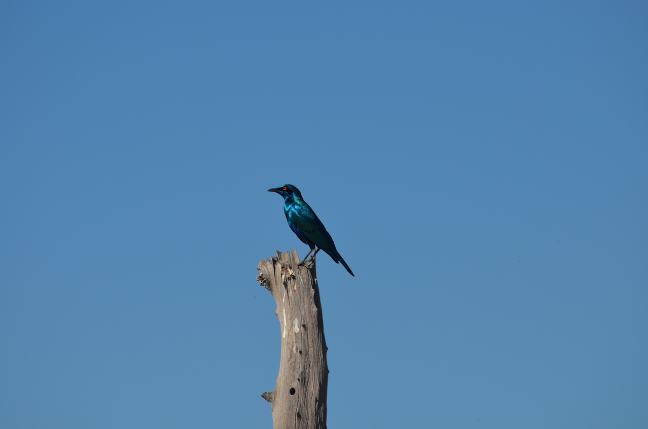 [17468] 2016_06_28_00_53_26_Africa_NIKON_D5100_IMG__05015.jpg
