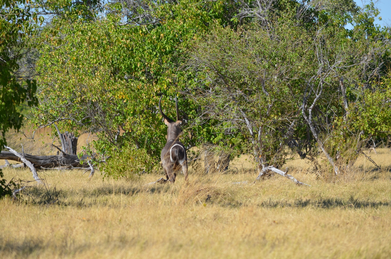 [17688] 2016_06_28_01_20_43_Africa_NIKON_D5100_IMG__00403.jpg