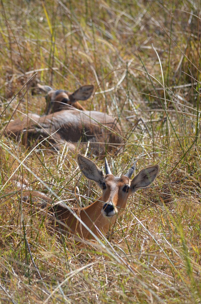 [17703] 2016_06_28_01_28_22_Africa_NIKON_D5100_IMG__00409.jpg