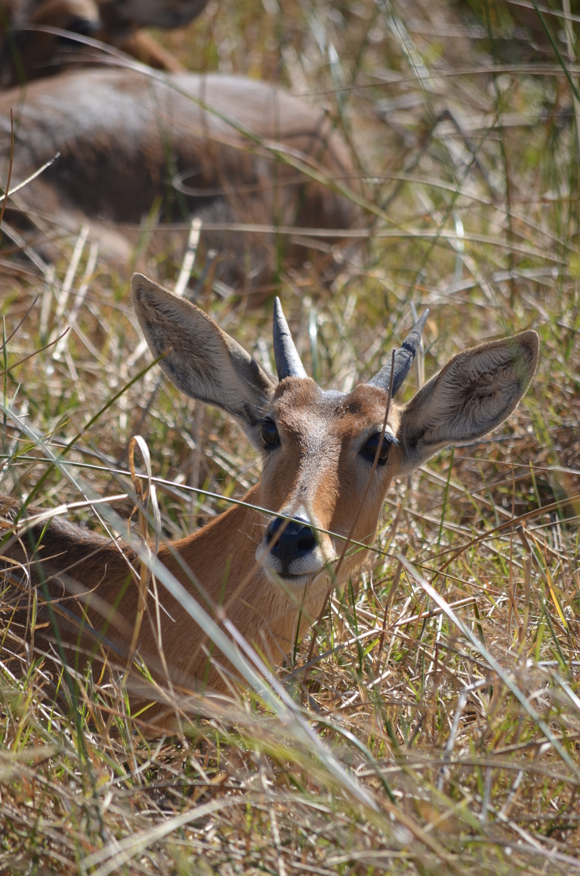 [17705] 2016_06_28_01_28_29_Africa_NIKON_D5100_IMG__00410.jpg