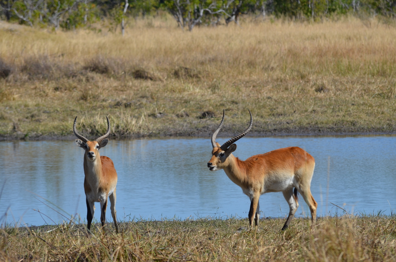 [17716] 2016_06_28_01_41_45_Africa_NIKON_D5100_IMG__00411.jpg
