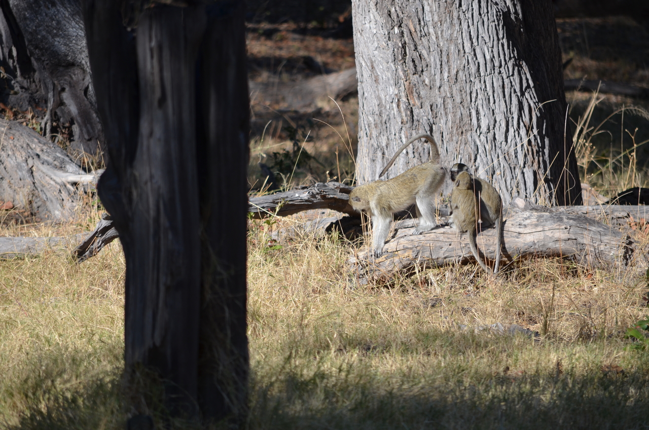 [20477] 2016_06_28_23_23_37_Africa_NIKON_D5100_IMG__00422.jpg
