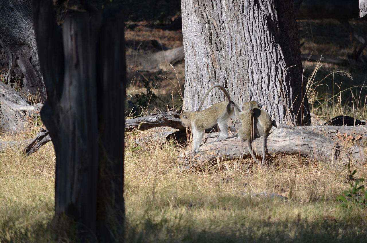 [20479] 2016_06_28_23_23_41_Africa_NIKON_D5100_IMG__00423.jpg