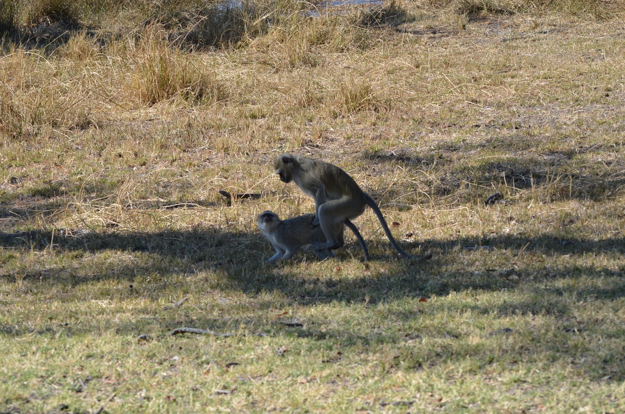 [20485] 2016_06_29_00_40_26_Africa_NIKON_D5100_IMG__00426.jpg