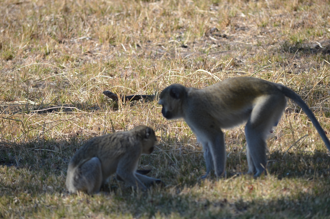 [20489] 2016_06_29_00_40_31_Africa_NIKON_D5100_IMG__00428.jpg