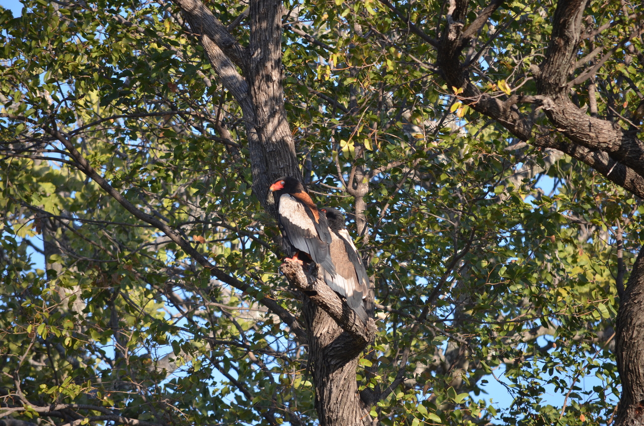 [21294] 2016_06_29_07_09_04_Africa_NIKON_D5100_IMG__00447.jpg