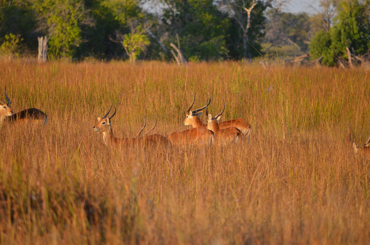 [21309] 2016_06_29_07_43_06_Africa_NIKON_D5100_IMG__00453.jpg