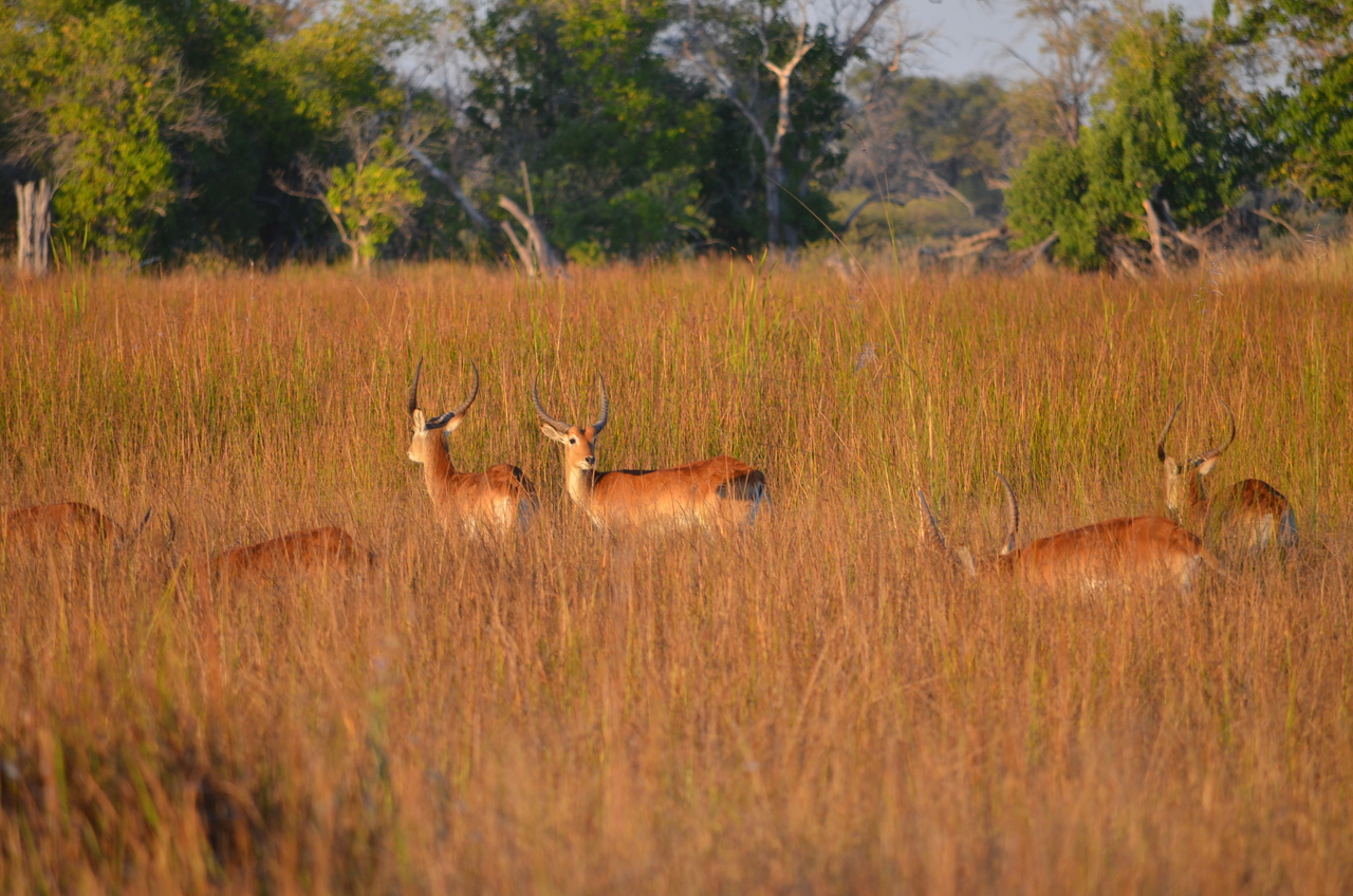 [21315] 2016_06_29_07_43_24_Africa_NIKON_D5100_IMG__00456.jpg