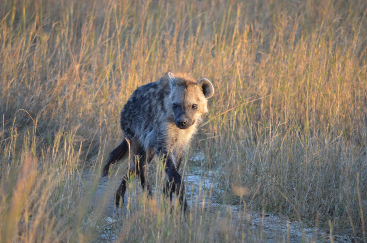 [21328] 2016_06_29_07_50_34_Africa_NIKON_D5100_IMG__05084.jpg