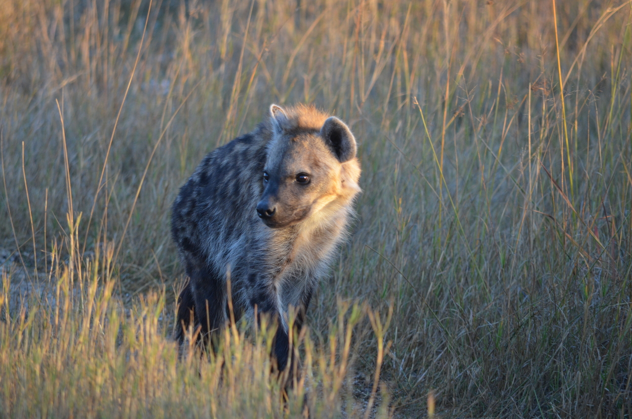 [21334] 2016_06_29_07_50_39_Africa_NIKON_D5100_IMG__05087.jpg