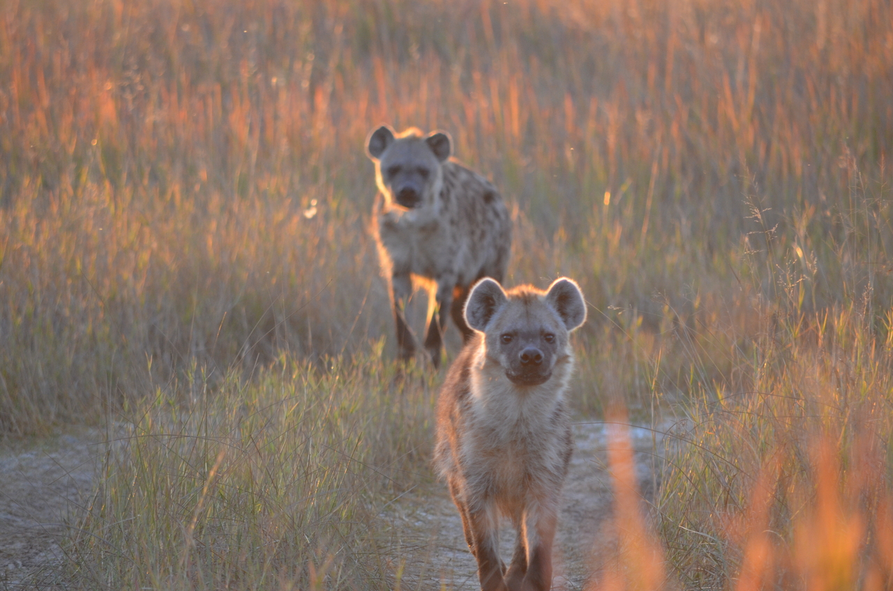 [21343] 2016_06_29_07_55_26_Africa_NIKON_D5100_IMG__00470.jpg