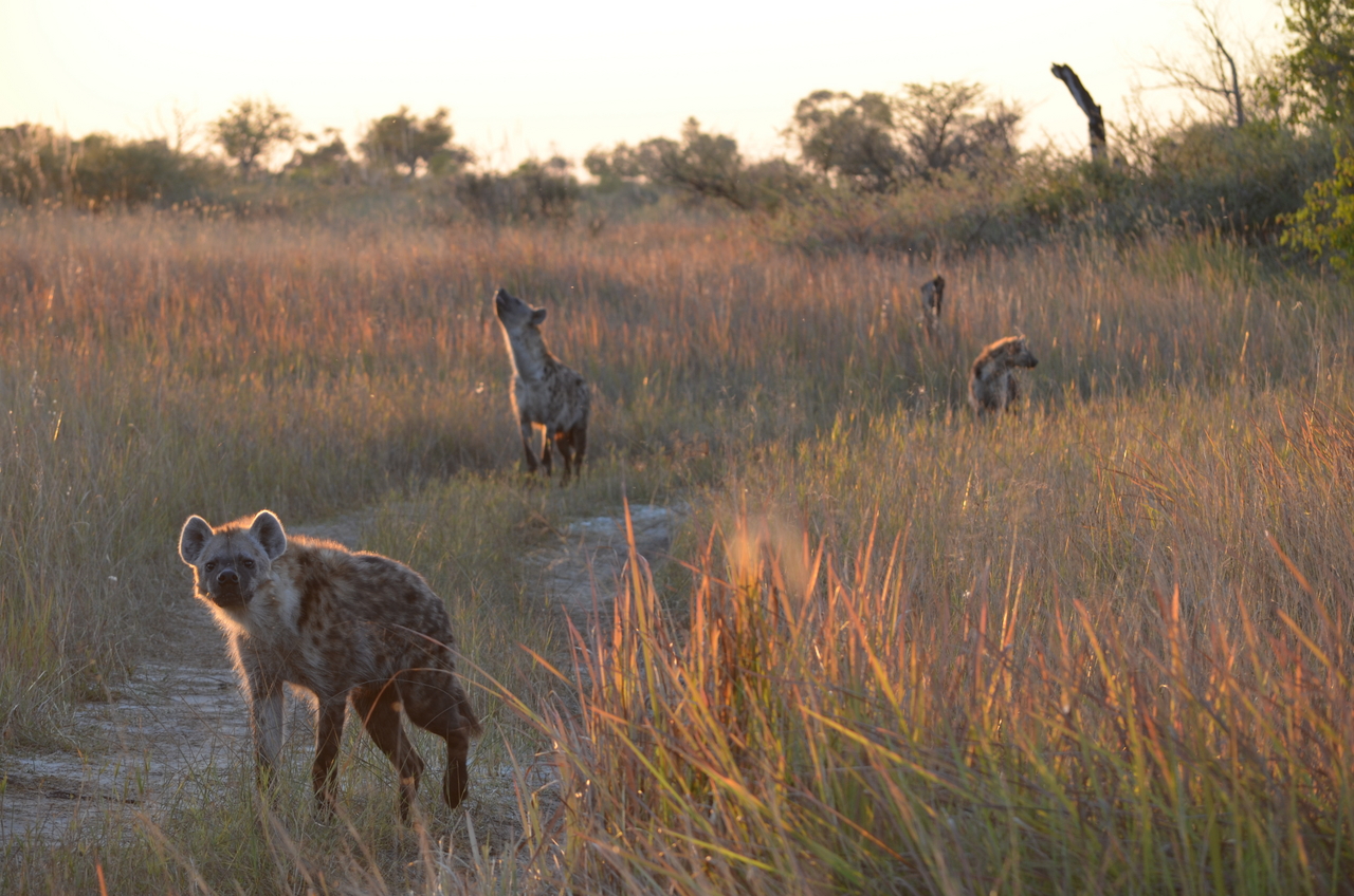 [21345] 2016_06_29_07_55_37_Africa_NIKON_D5100_IMG__00471.jpg