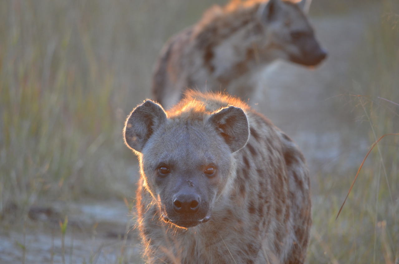 [21357] 2016_06_29_07_56_46_Africa_NIKON_D5100_IMG__00477.jpg