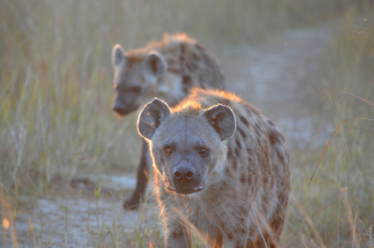 [21360] 2016_06_29_07_56_49_Africa_NIKON_D5100_IMG__05100.jpg